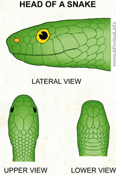 Head of a snake